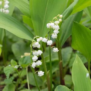 Convallaria majalis ---